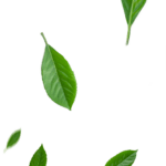 Img leaf rb03 v2